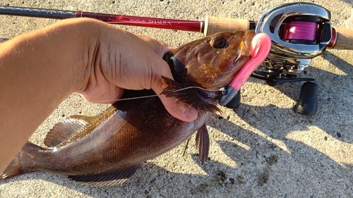 アイナメの釣果