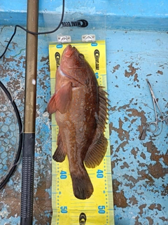 アコウの釣果