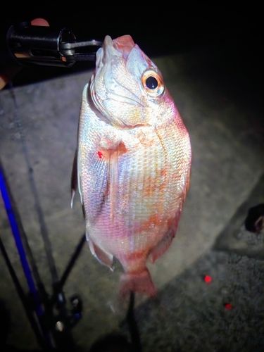 タイの釣果
