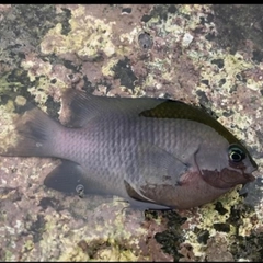 スズメダイの釣果