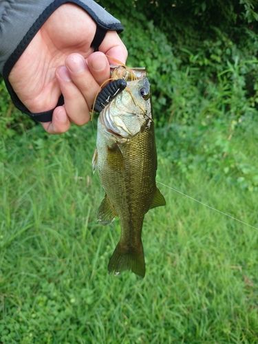 ラージマウスバスの釣果