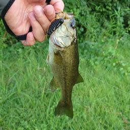 ラージマウスバス