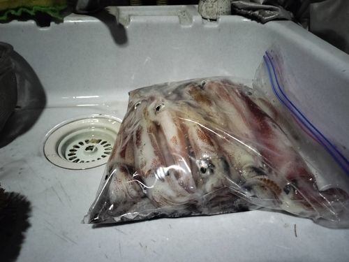 ケンサキイカの釣果