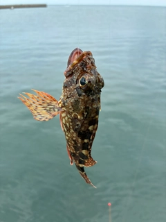 ガシラの釣果