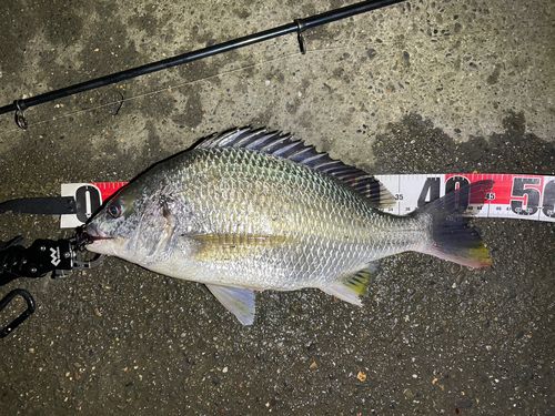 キビレの釣果