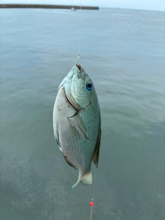 グレの釣果