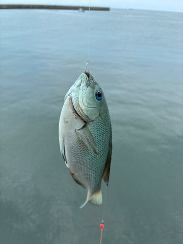 グレの釣果