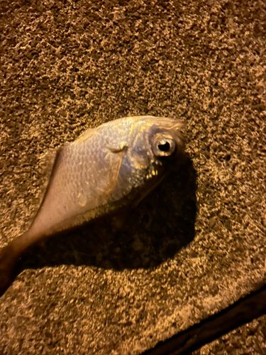 ハタンポの釣果
