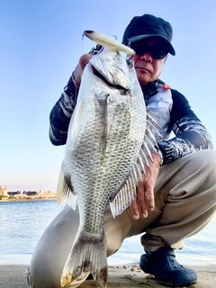 チヌの釣果