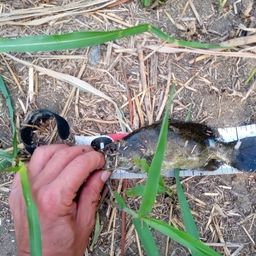 スモールマウスバス