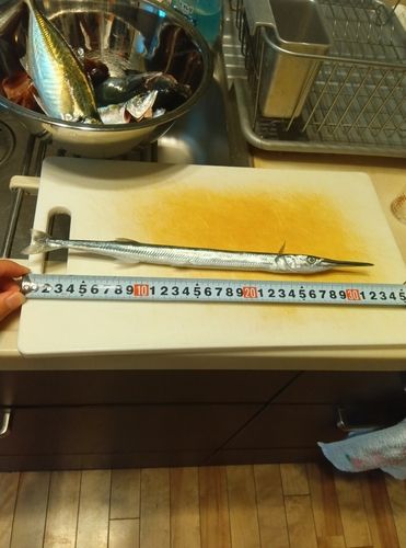 ダツの釣果