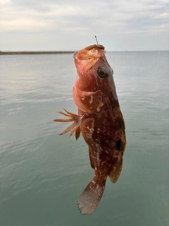 アコウの釣果