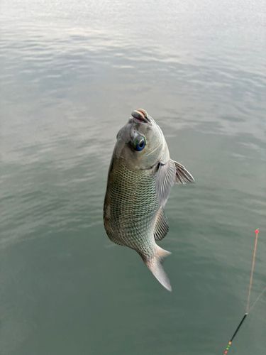 グレの釣果