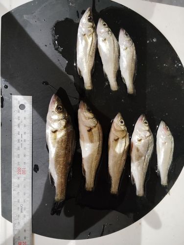 セイゴ（マルスズキ）の釣果