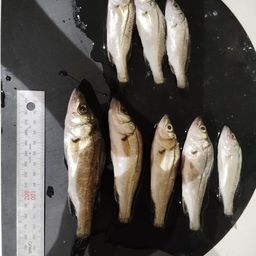 セイゴ（マルスズキ）