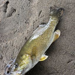 スモールマウスバス