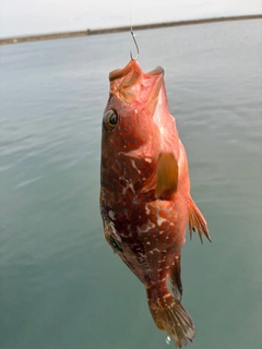 アコウの釣果