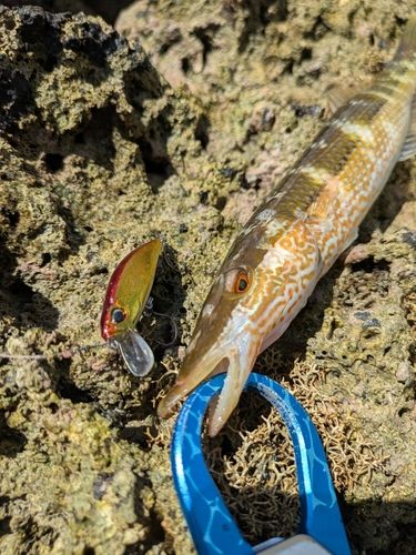 カマスベラの釣果