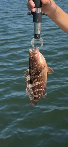 キジハタの釣果