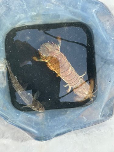 シャコの釣果