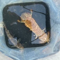 シャコ