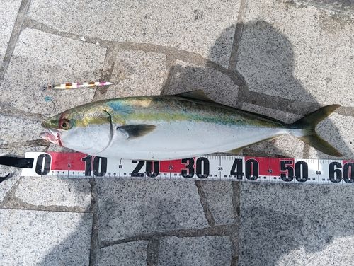 メジロの釣果