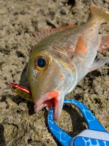 マトフエフキの釣果