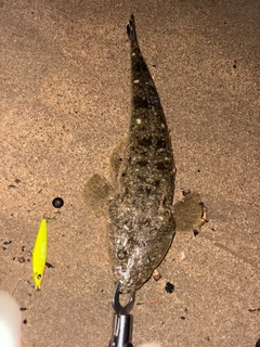 マゴチの釣果