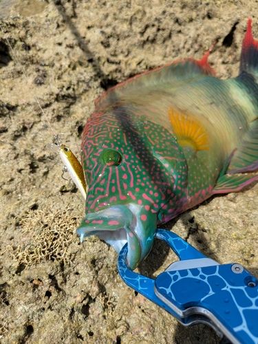 ミツバモチノウオ