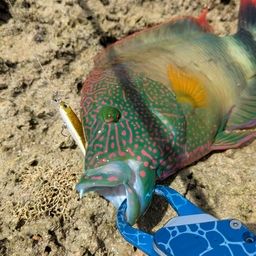 ミツバモチノウオ