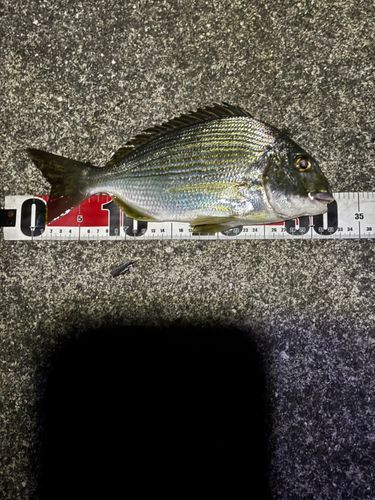 ヘダイの釣果