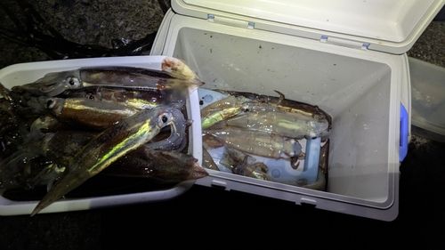 イカの釣果