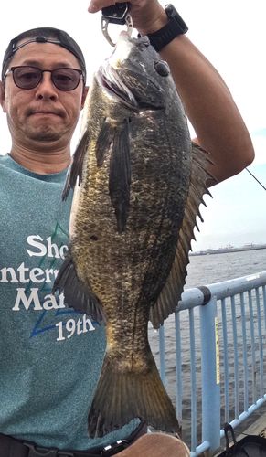 クロダイの釣果