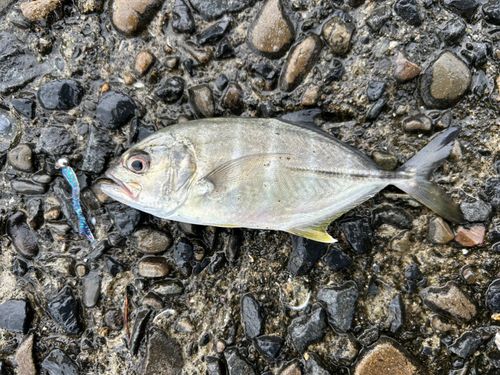 ギンガメアジの釣果