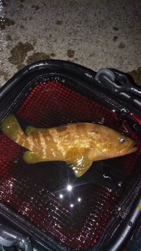 キジハタの釣果