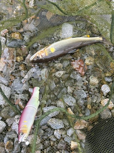 アユの釣果