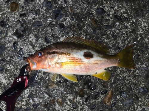 クロホシフエダイの釣果