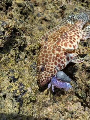 イシミーバイの釣果
