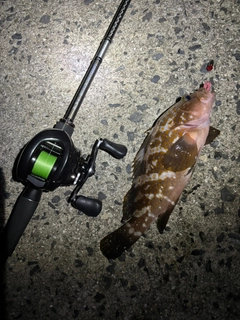 アコウの釣果
