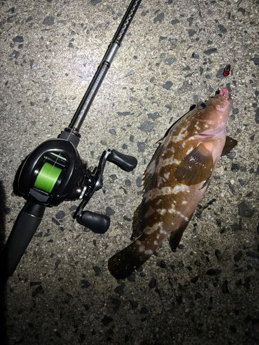 アコウの釣果