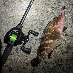 アコウ
