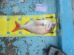 マダイの釣果