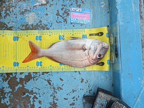 マダイの釣果