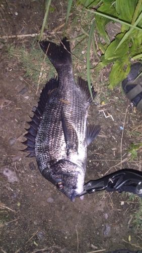 クロダイの釣果