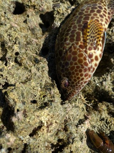 イシミーバイの釣果
