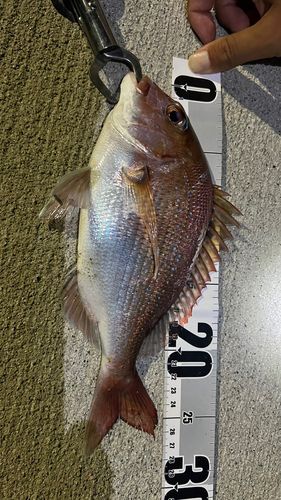 タイの釣果