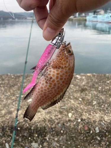 オオモンハタの釣果