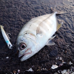 メッキの釣果