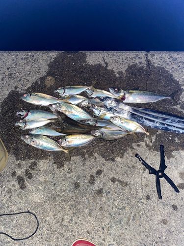 アジの釣果
