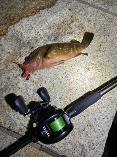 アコウの釣果